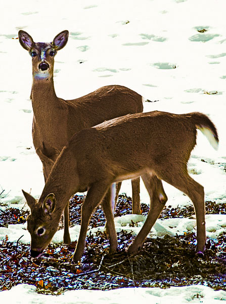 Two Deer