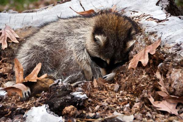 Sleeping Racoon