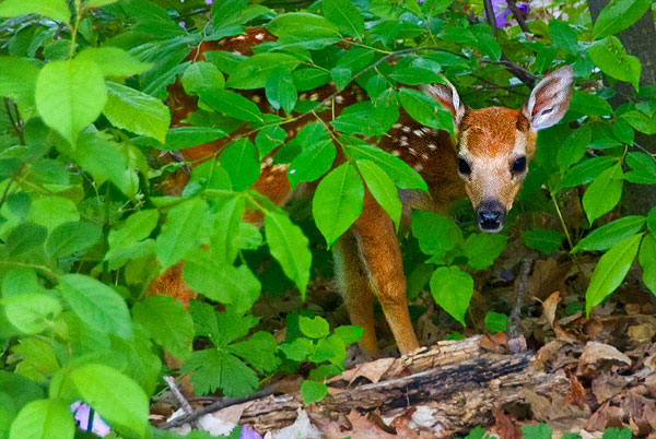 Newly born fawn