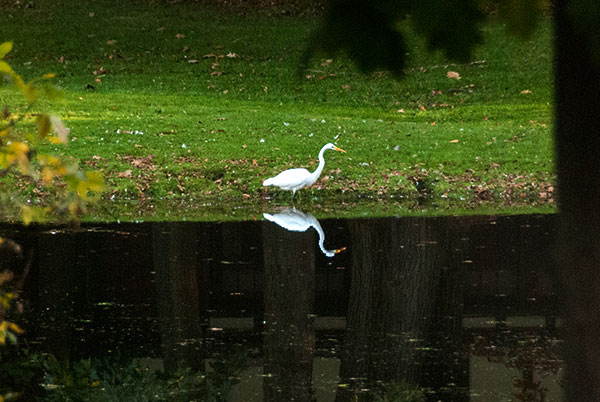 Egret