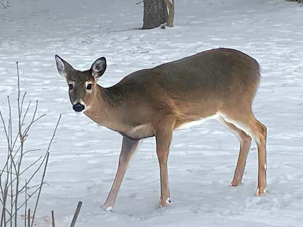 Emily Dionise deer photo