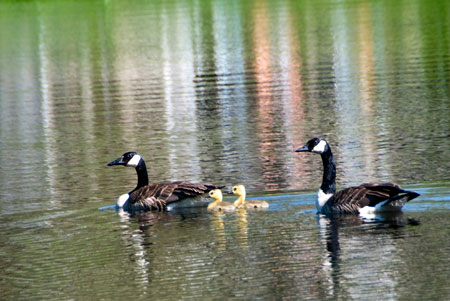 Geese and Goslings