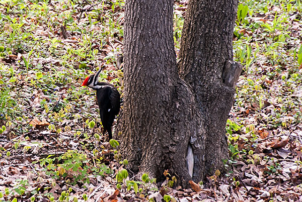 Pilliated Woodpecker