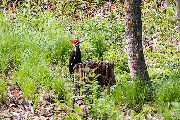 Pilliated Woodpecker