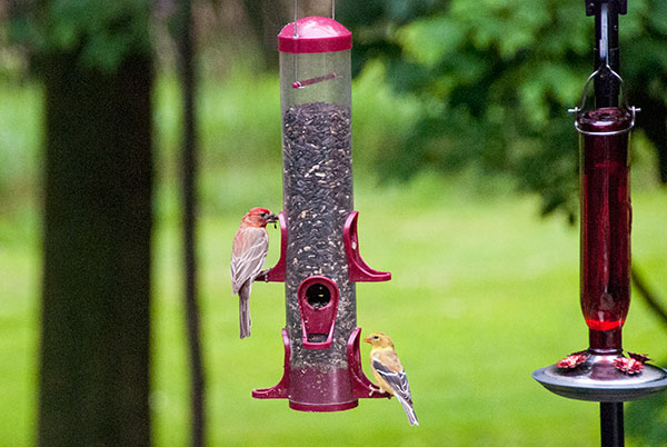 Purple Finch