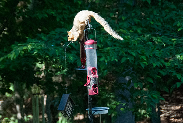 Squirrel on Feeder