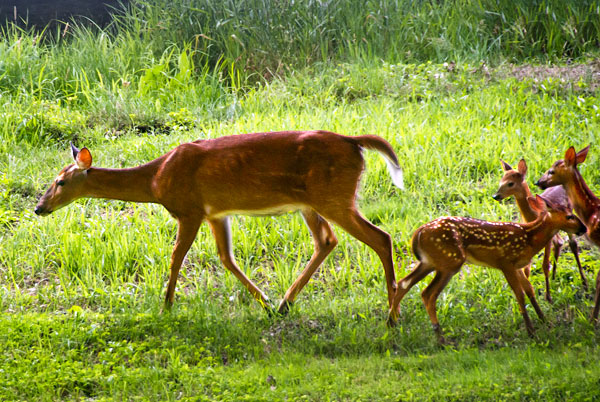 There goes lunch!