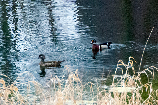 Wood Ducks, 2015
