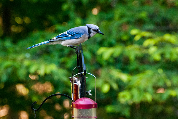 Blue Jay