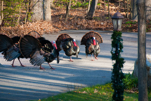 Tukeys on parade