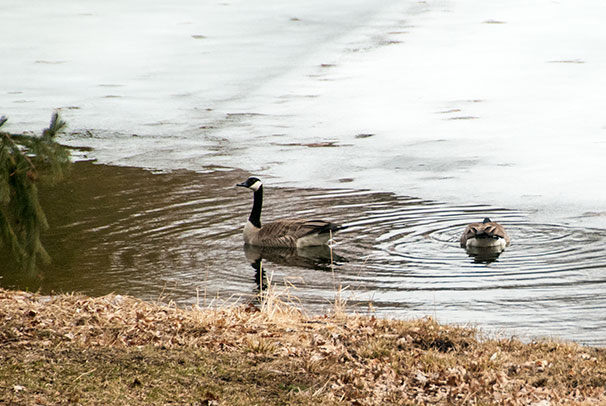 Canada Geese